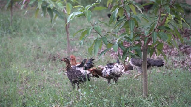 Chicken's family walking freely on meadow field outbuilding