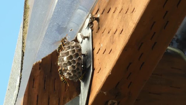 yellow jackets on a nest fanning the nest on a warm day copy space right