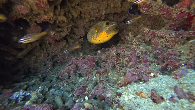 Fixed camera shot of yellow belly dog-face puffer fish swimming out from a hole in a tropical reef.