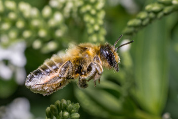 Flying honey bee covered in pollen