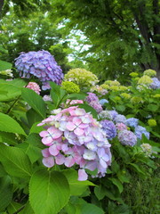 公園に咲く紫陽花