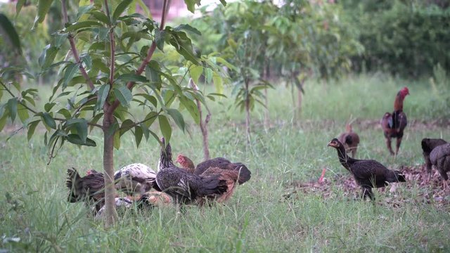 Chicken's family walking freely on meadow field outbuilding