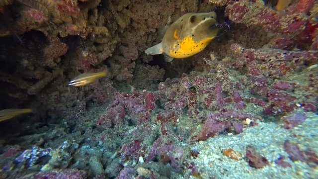 Fixed camera shot of a yellow belly dog-face puffer fish turning 180 to back into a small hole in the reef.