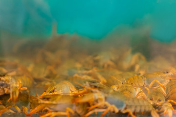 Fototapeta na wymiar live crayfish in the aquarium. sale of seafood