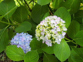 色づき始めた公園に咲く紫陽花