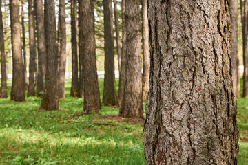 Sunlight breaks through the trees, Redwoods National State Parks, California