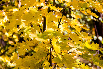 trees in the fall with yellow , red, and green leaves