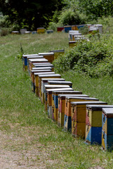 View apiary in the mountains