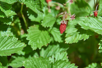 Ripe berry of strawberry on a background of green leaves.