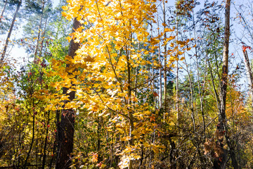Fototapeta premium trees in the fall with yellow , red, and green leaves