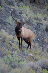 Elk or Wapiti (Cervus canadensis)