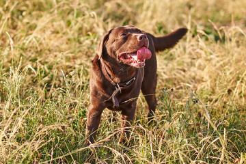 Brown Labrador, tongue sticking out, looking up