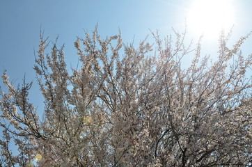 Spring flowering of fruit trees in southern Russia. Large  sprawling flowering cherry tree in sun glare against a blue sky