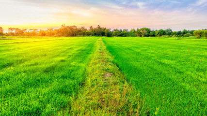 Fototapeta premium Beautiful green rice field at sunset