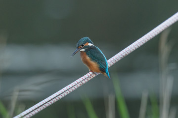 eisvogel am meer