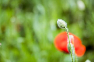 Joli coquelicot dans un champ	