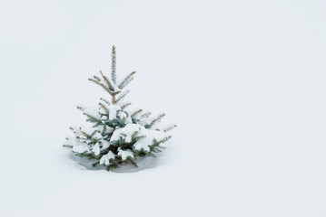 Small spruce covered with snow