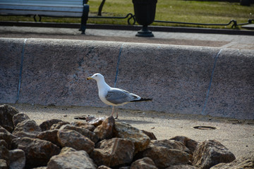 Obraz premium Big seagull sits on a stone