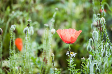 Obraz premium Joli coquelicot dans un champ 