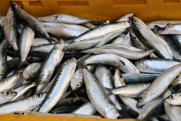 Obraz premium Different sea fish at a fish market in Croatia