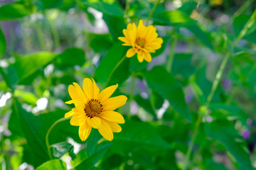 floral background. yellow flower in the garden