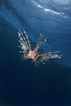 Common Lionfish&not;&dagger;or&not;&dagger;Devil Firefish&not;&dagger;(Pterois miles), Red Sea, Marsa Alam, Abu Dabab, Egypt, Africa