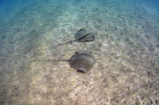 Whiptail Stingrays, Reticulate Whiprays or Honeycomb Stingrays (Himantura uarnak) swimming above sandy seabed, Red Sea, Marsa Alam, Abu Dabab, Egypt, Africa