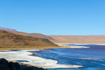 Laguna Colorada, shallow salt lake in the southwest of the altiplano of Bolivia
