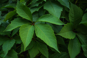 green leaves background