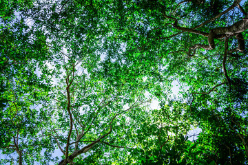 tree branch in the forest in the. - nature backdrop for summer.