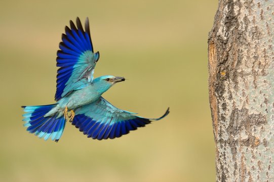 European roller (Coracias garrulus), approaching nesting hole with prey in beak, Kiskunsag National Park, Hungary, Europe