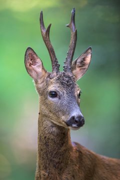 Roe deer (Capreolus capreolus) roebuck in summer coat, portrait, Kiskunsag National Park, Hungary, Europe