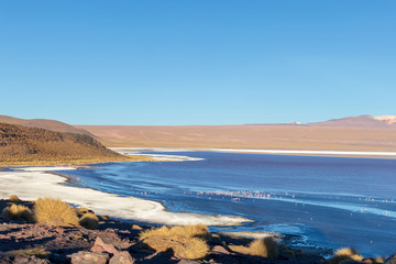 Laguna Colorada, shallow salt lake in the southwest of the altiplano of Bolivia