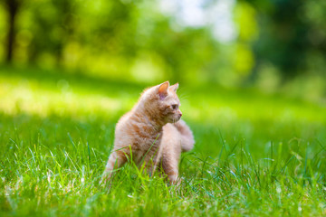 Naklejka na ściany i meble Red kitten walking on the grass in the summer garden