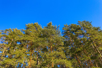 pines against blue sky