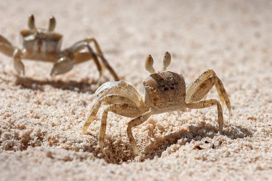 Ghost crab (Ocypode sp.), in the sand, Praslin Island, Seychelles, Africa
