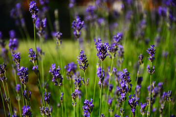 field of lavender flowers