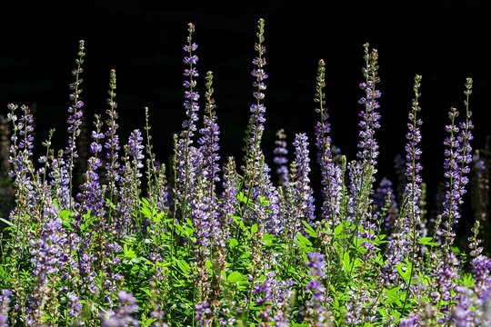 Hollowleaf annual lupine, also arroyo lupine or succulent lupine (Lupinus succulentus), Mariposa Grove, Yosemite National Park, California, USA, North America
