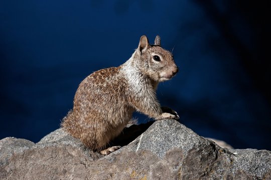 Californian ground squirrel (Citellus beecheyi), Yosemite National Park, California, USA, North America