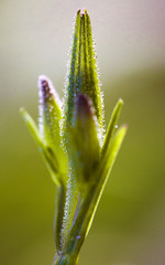 green plant