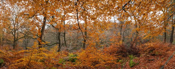 Beautiful colorful vibrant panorama of forest woodland Autumn Fall landscape in Peak District in England