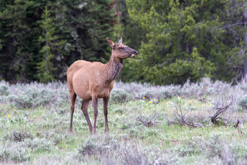 Female Elk in Grand Teton National Park, USA