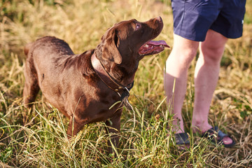 Labrador brown color, tongue sticking out, standing on the grass