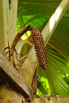 Coco de mer (Lodoicea maldivica) seed pod, Vallee de Mai National Park, Praslin Island, Seychelles, Africa
