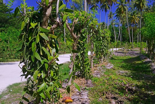 Flat-leaved vanilla, Tahitian vanilla or West Indian vanilla (Vanilla planifolia) at plantation, La Digue Island, Seychelles, Africa
