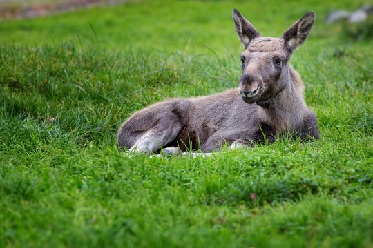 Moose or Eurasian Elk (Alces alces), calf lying in the grass, captive, Smaland, Sweden, Europe