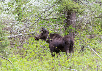 Young Moose in the forest, Grand Tetons National Park, USA