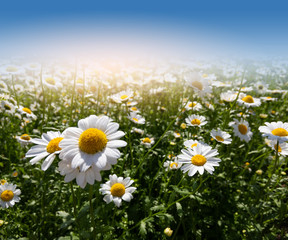 Field of daisy flowers