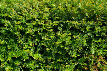 Texture background image of hedge foliage