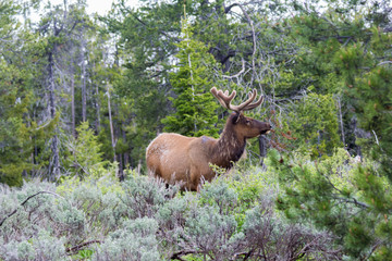 Naklejka na ściany i meble Wild young male elk in Grand Teton National Park, Wyoming, USA
